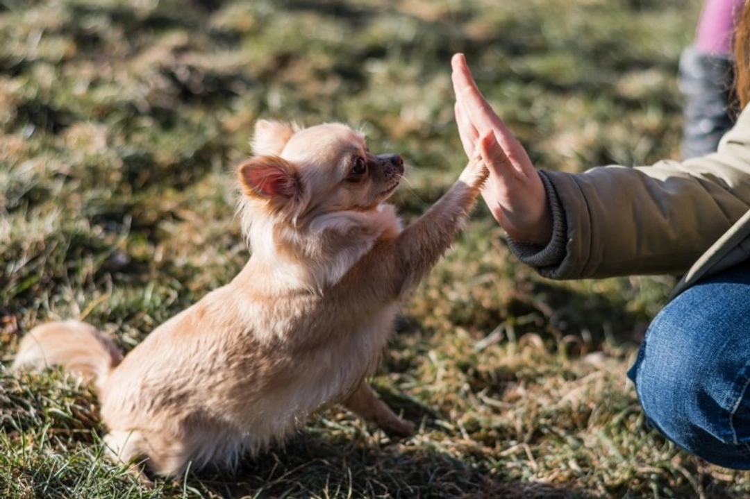 What tone of voice should you use with your dog?
