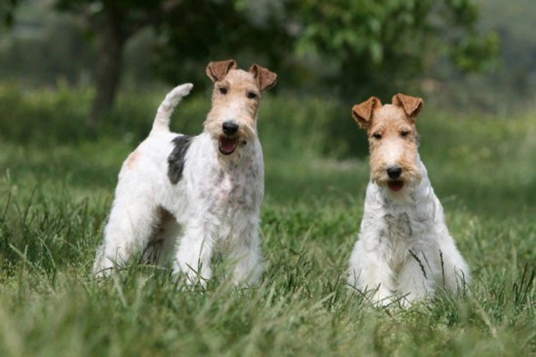 Fox Terrier Health: Hereditary Issues and Genetic Diversity