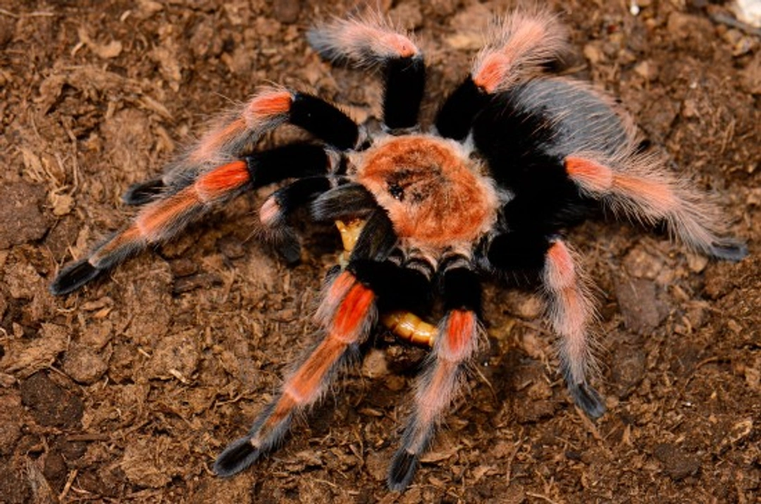 Common questions and misconceptions about tarantulas explained