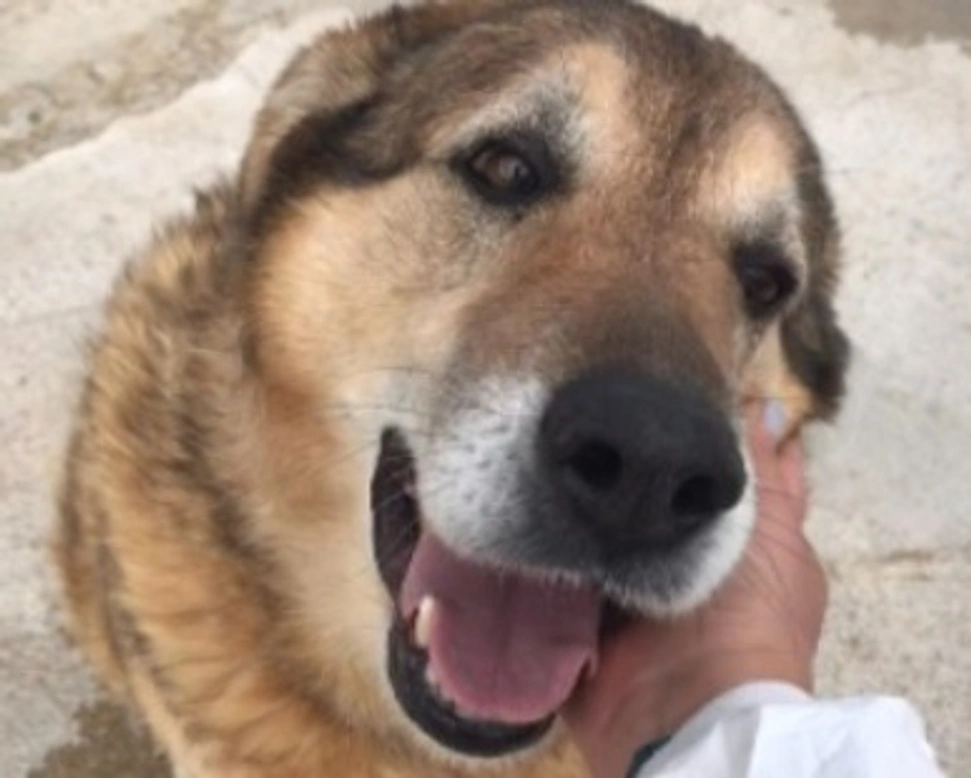 Adozioni cani: la storia di Adler, cagnolona buonissima