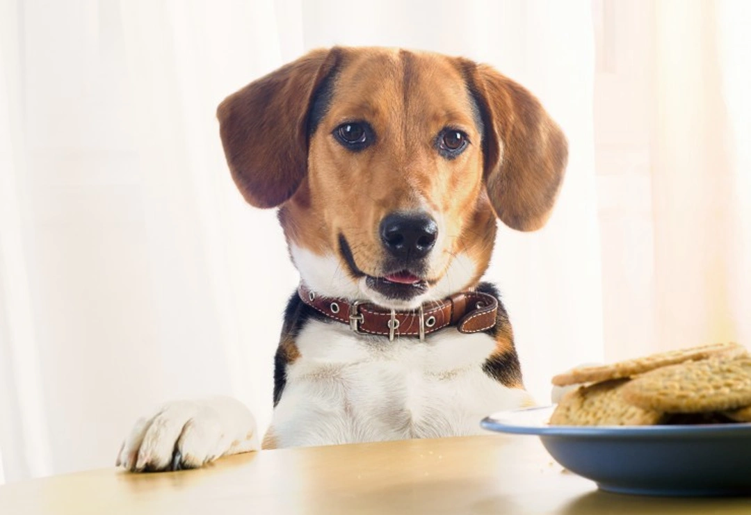 Why Are Dogs So Food Obsessed? Understanding Canine Food Drive