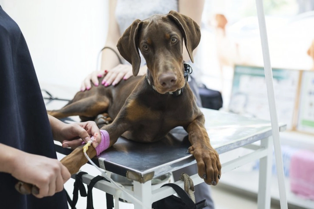 5 proven ways to fund your dog’s veterinary care affordably