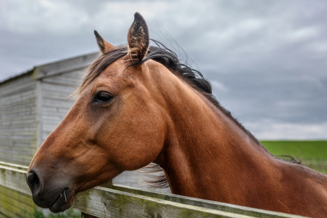 What You Need to Know About Equine Influenza in 2025