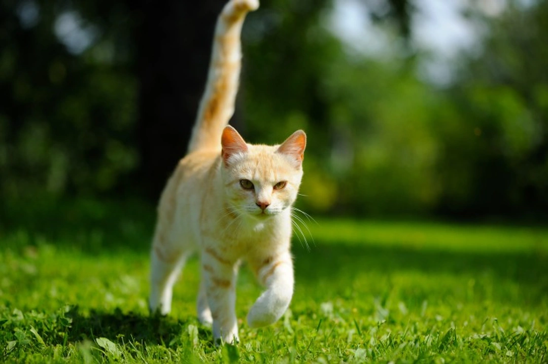 Joint Problems in Cats: Causes, Symptoms, and Care