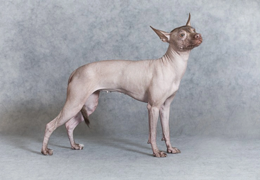 Hairless Dog Breeds: Care Guide & Must-Know Facts