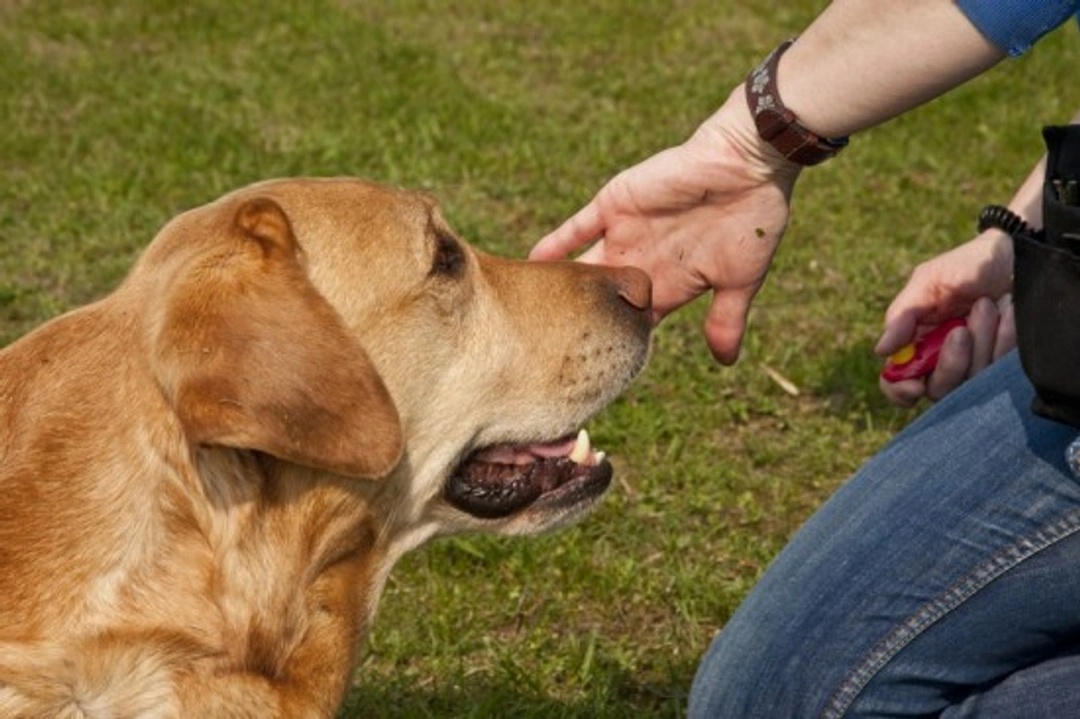 Clickertraining voor honden: effectieve stapsgewijze handleiding
