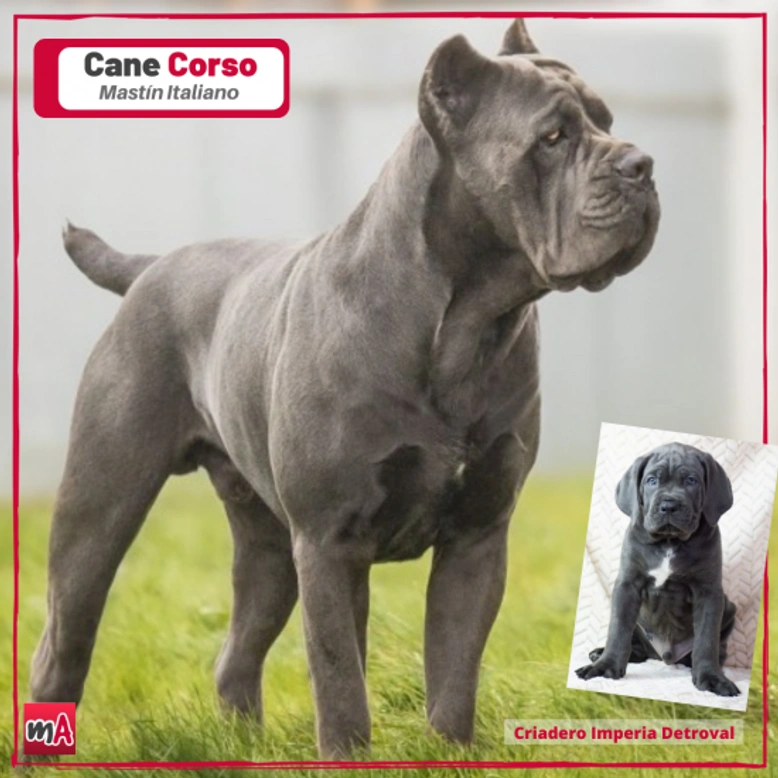 Cane corso o mastín italiano