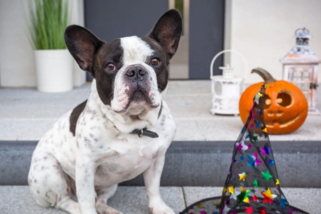 How to handle nervous or territorial dogs on Halloween