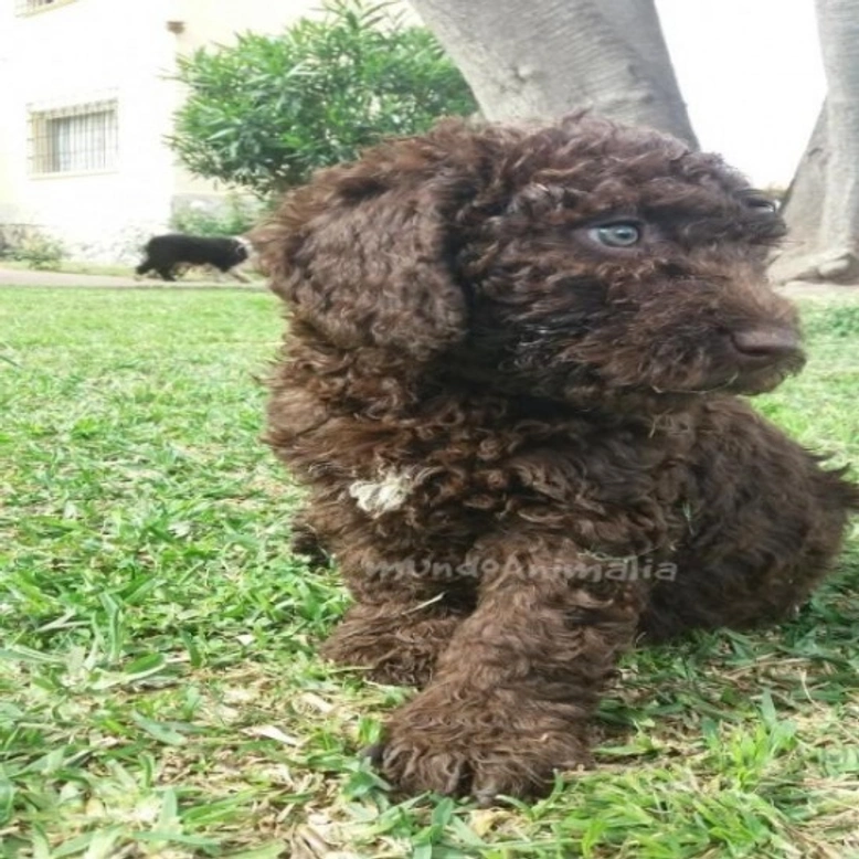 Perro de agua español o Turco andaluz