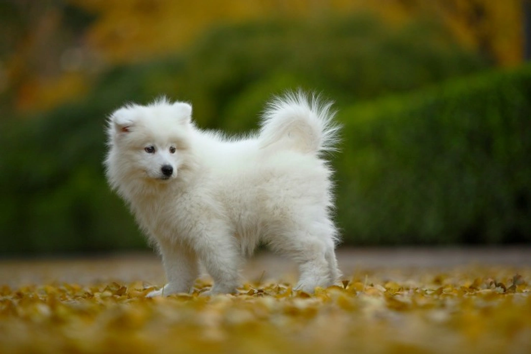 Uveodermatologic Syndrome in Samoyeds: Causes, Symptoms & Care
