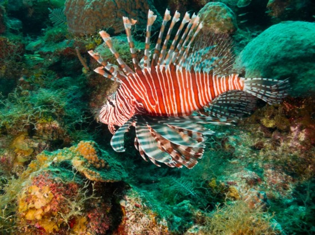 Keeping Lionfish in a Tropical Aquarium: Care and Safety Tips