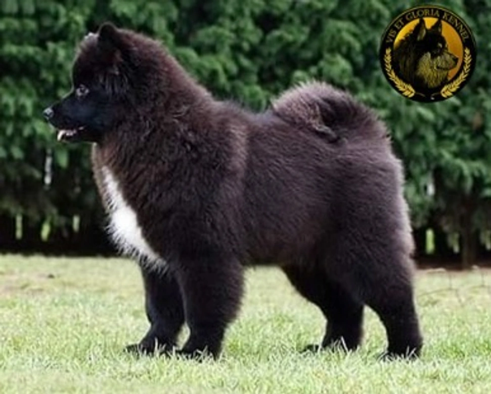 I sì e i no di una razza rara: il Lapinkoira o Lapphund