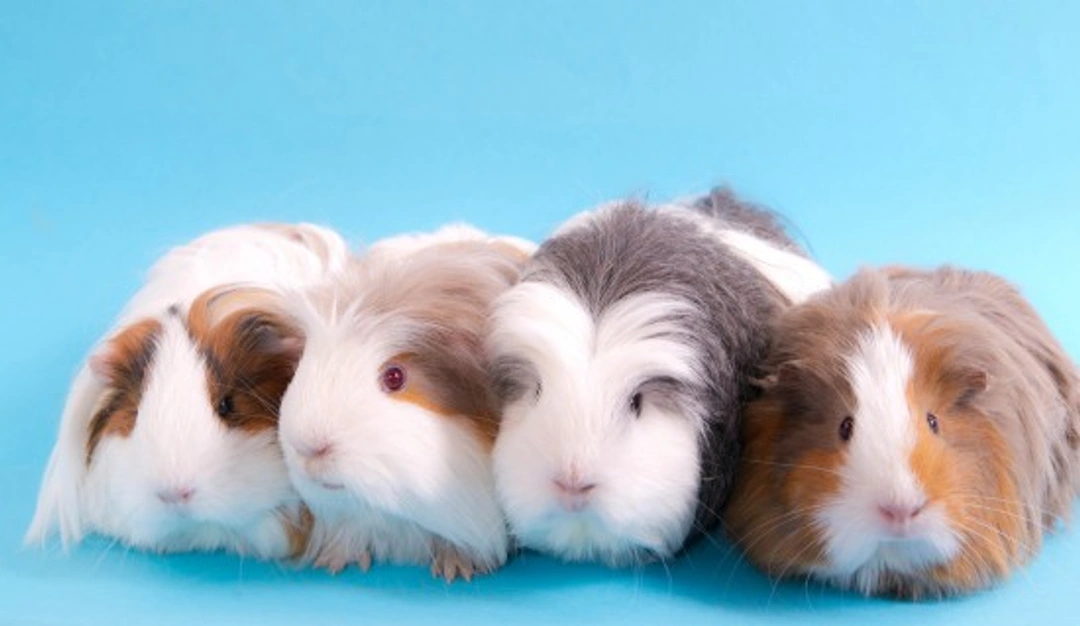 25 Fun & Interesting Guinea Pig Facts for Pet Lovers