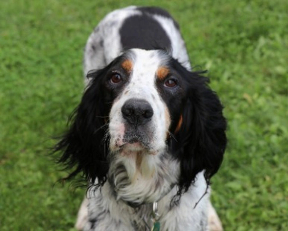 Razze di cani più allevate e meno allevate in Italia