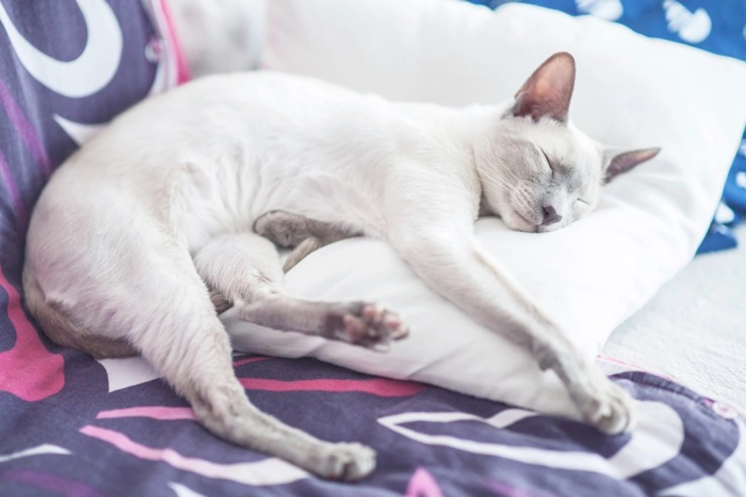 Should you let your cat share your bed? A balanced guide