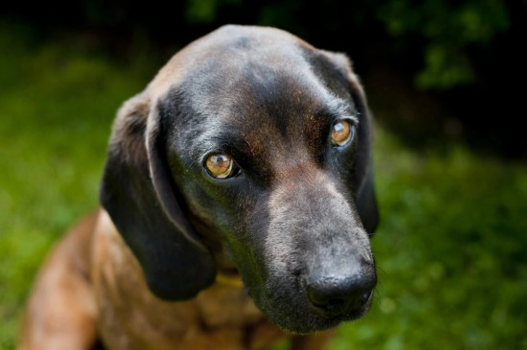 Bavarian Mountain Hound Health: Common Issues to Know