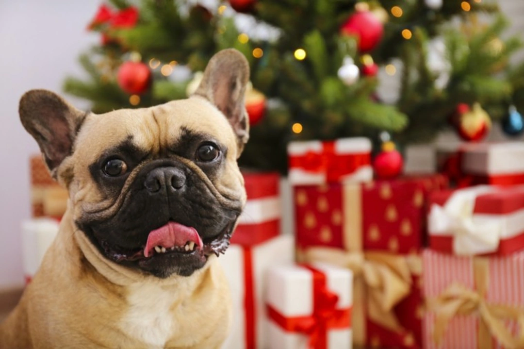 8 Things to Know About Vet Care for Pets on Christmas Day
