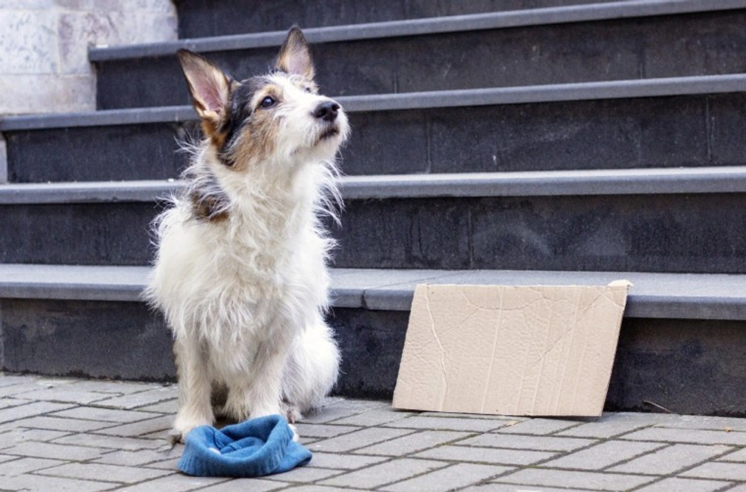 Safe UK Dog Adoption in Lockdown 2025: 8 Essential Steps