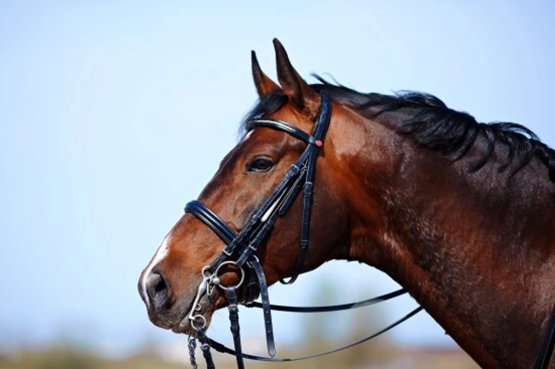 5 Key Things to Know When Adopting a Retired Racehorse