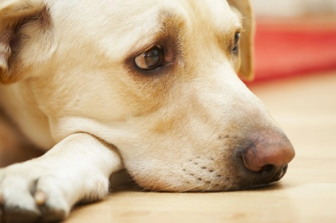 Why Do Dogs Get the Shakes? Causes and What to Do