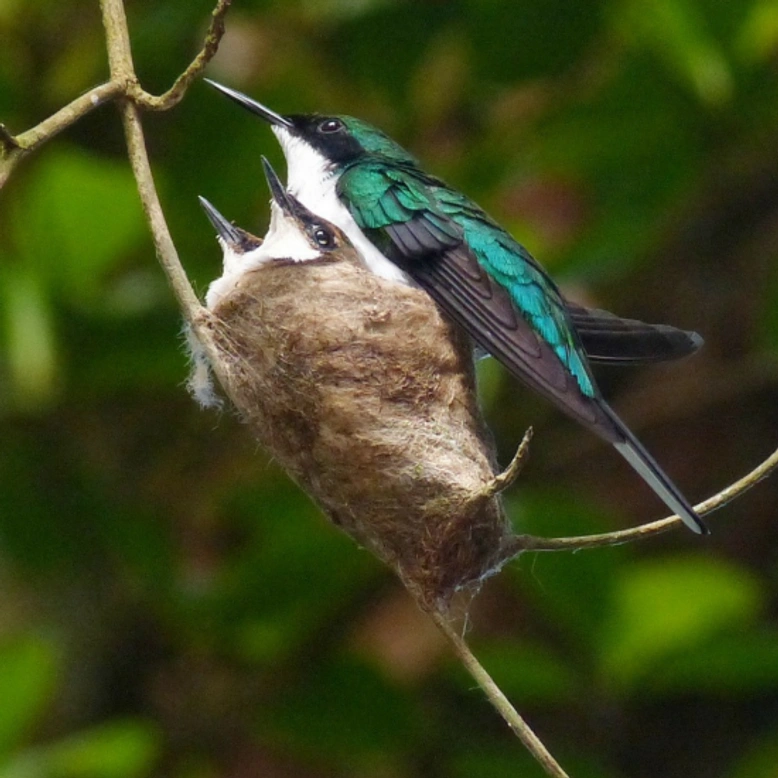Colibrí: características de esta ave diminuta