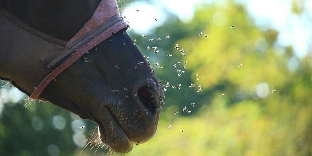 Besvärande insekter i sensommarvärmen?