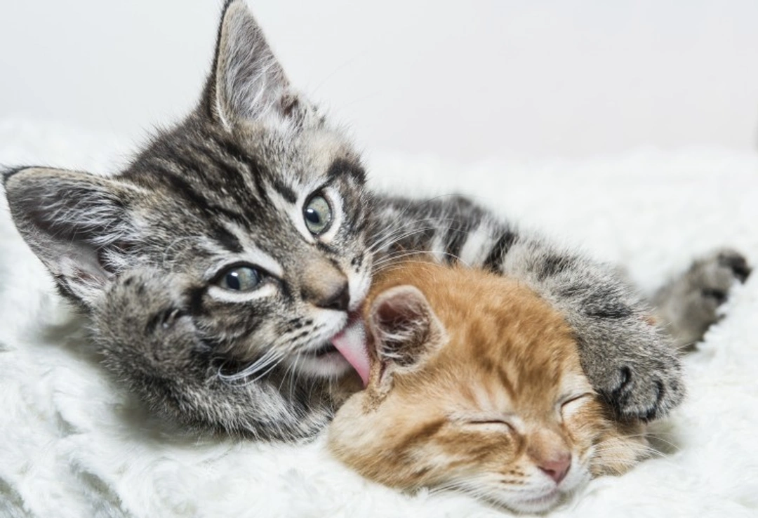 Ten Kitten Myths Debunked: Facts Every Cat Owner Should Know