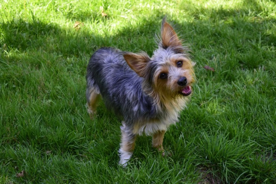 Is a Chorkie the Right Dog for You?