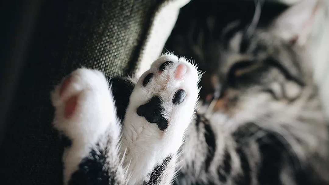 Neutering your cat – advantages and disadvantages