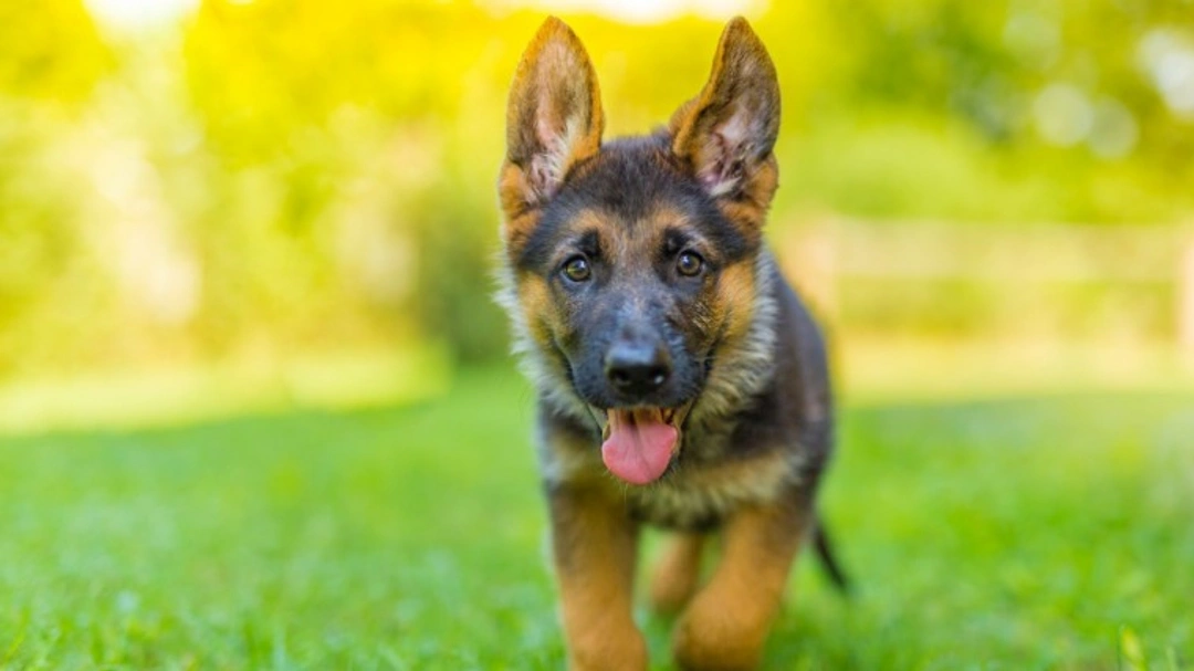 10 Must-Know Facts About German Shepherds Before Buying