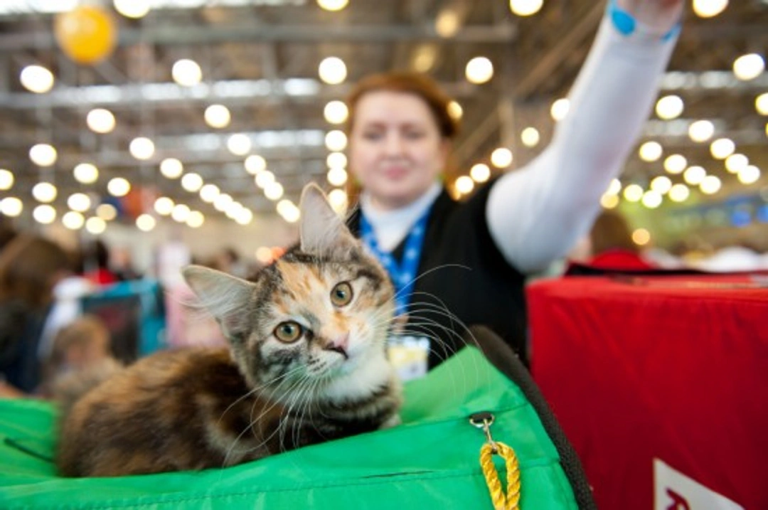 The Supreme Cat Show: UK’s Premier Feline Event