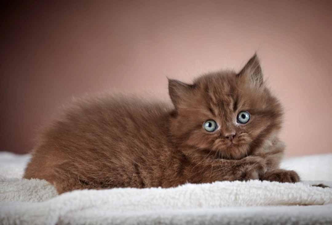 How a kitten’s personality forms before going to new homes