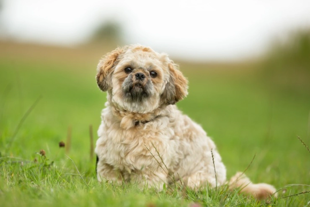 Malocclusions in Dogs: Causes, Symptoms & Treatment