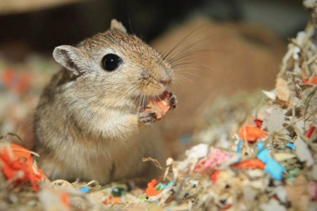 What to Expect from a Gerbil: Care and Behaviour