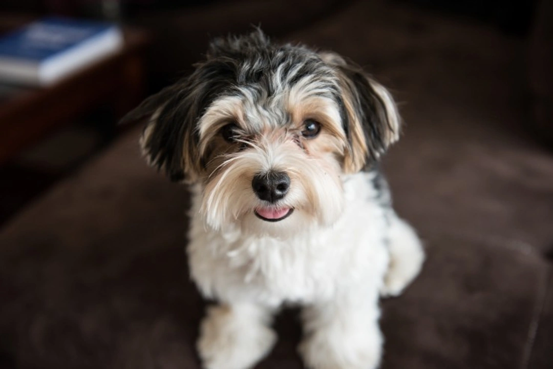 Leaving a New Puppy with a Pet Sitter: When and How?