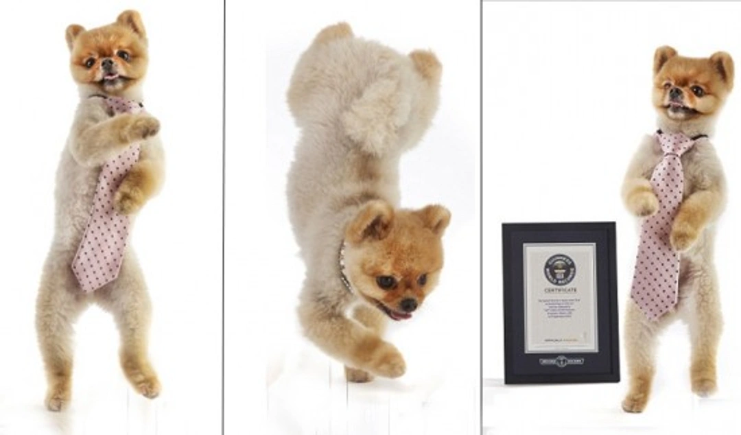 Jiff, el perro más rápido a dos patas