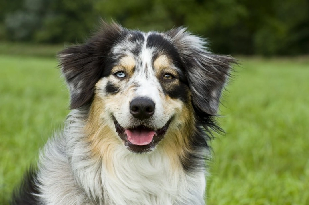 Why Do Some Dogs Have Two Different Colored Eyes?