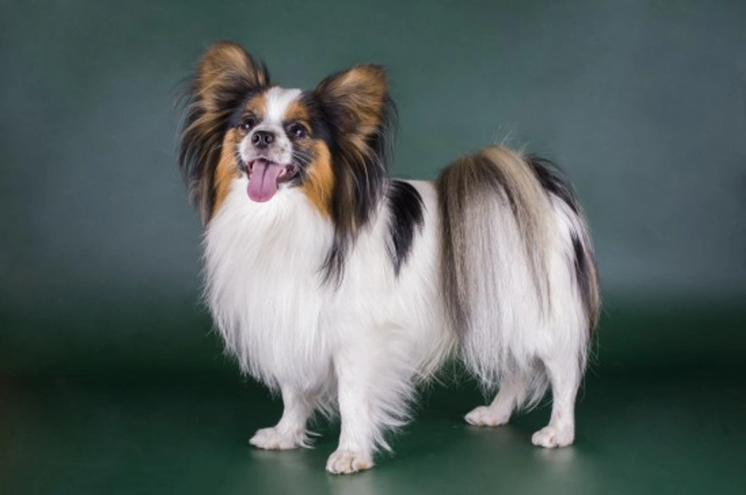 Canine Coat Growth and Shedding Explained: Key Insights