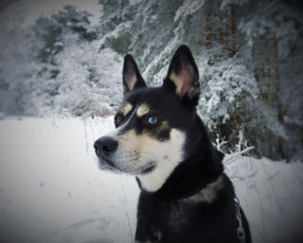 Incrocio Husky e Pastore Tedesco: info, prezzi e consigli