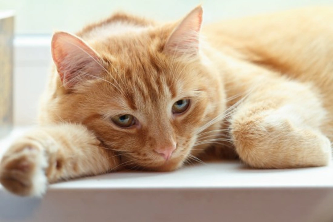 Why Do Cats Hide When Sick? Understanding Feline Behaviour