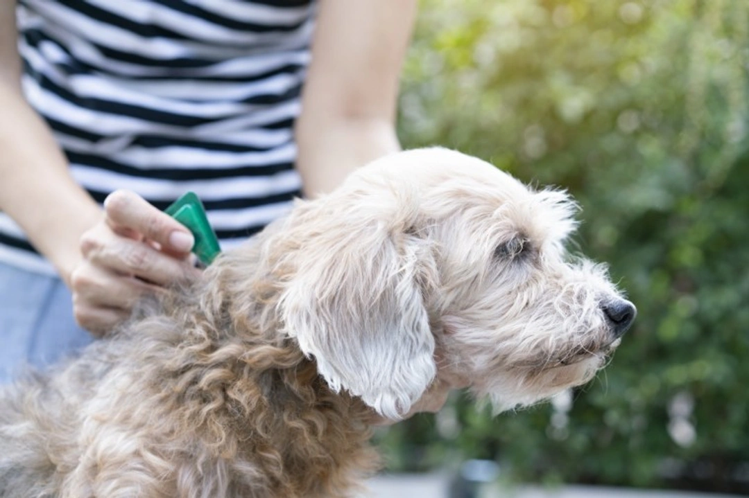 7 Reasons Why Your Dog’s Flea Treatments May Fail