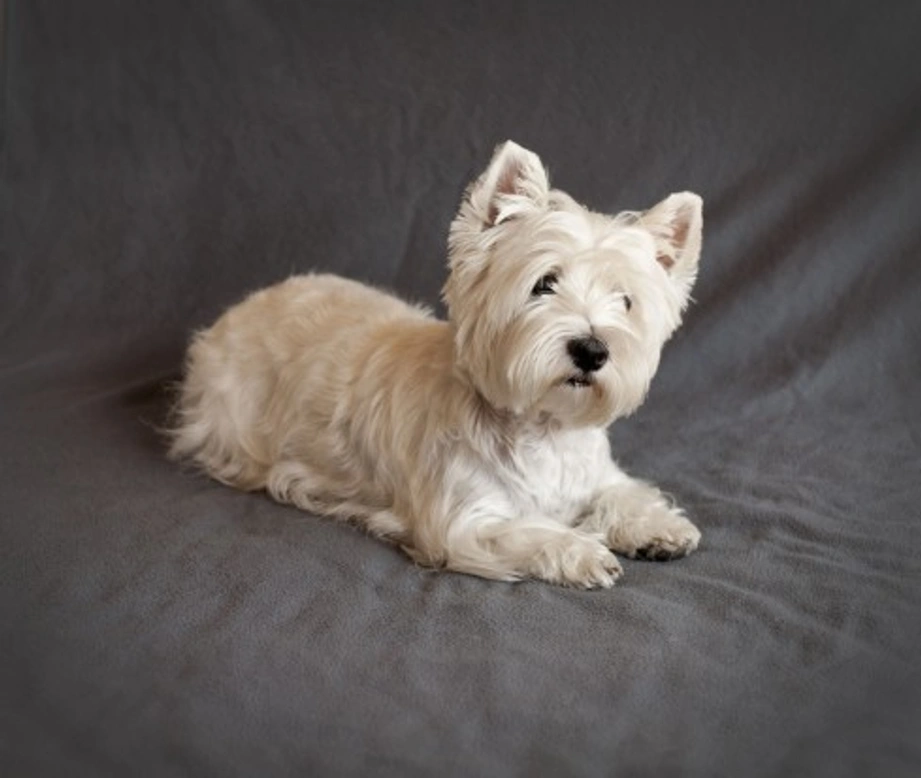 Hot or Not: UK Dog Breeds Changing in Popularity