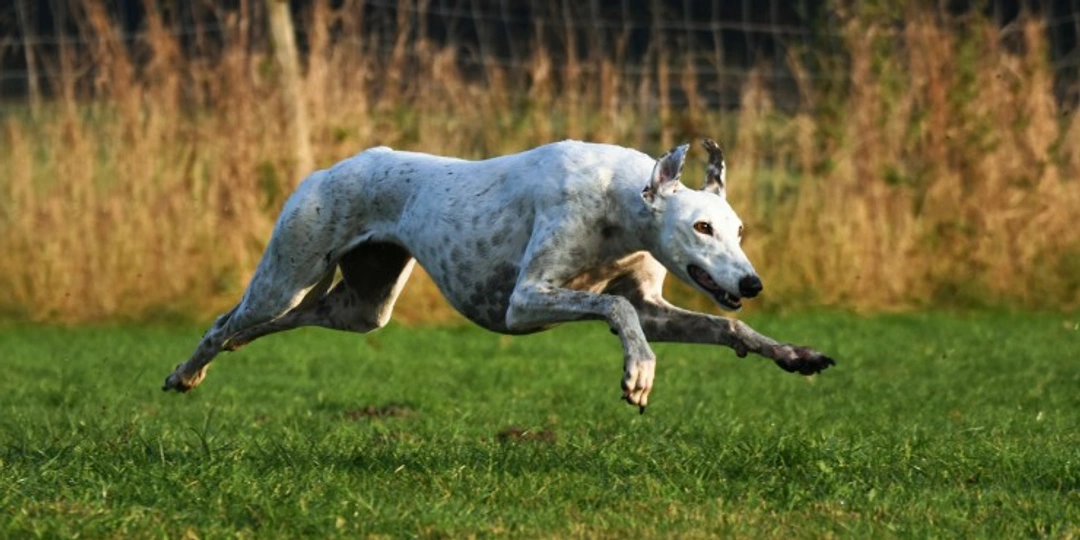 How Greyhounds Run So Fast: The Speed Secrets Unveiled