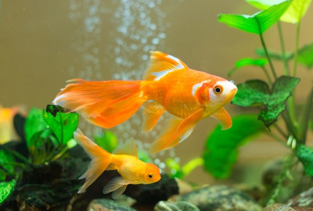Why is my goldfish bullying his tank mates? Causes & Solutions
