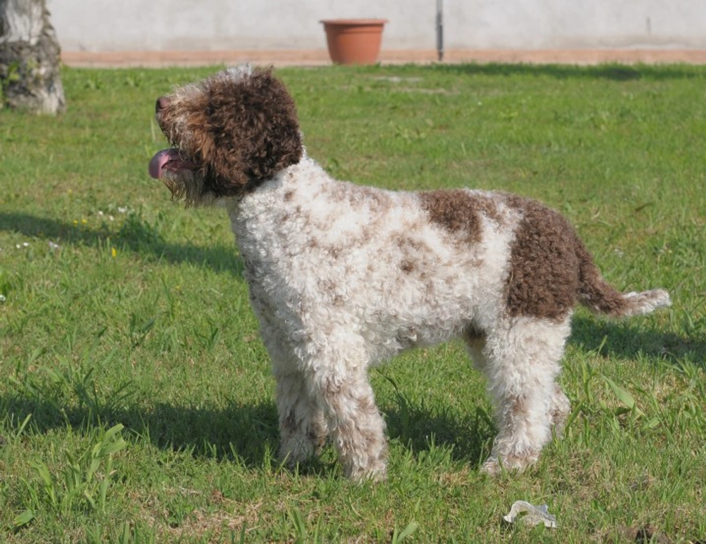 Lagotto Romagnolo: Complete Guide to This Italian Dog Breed