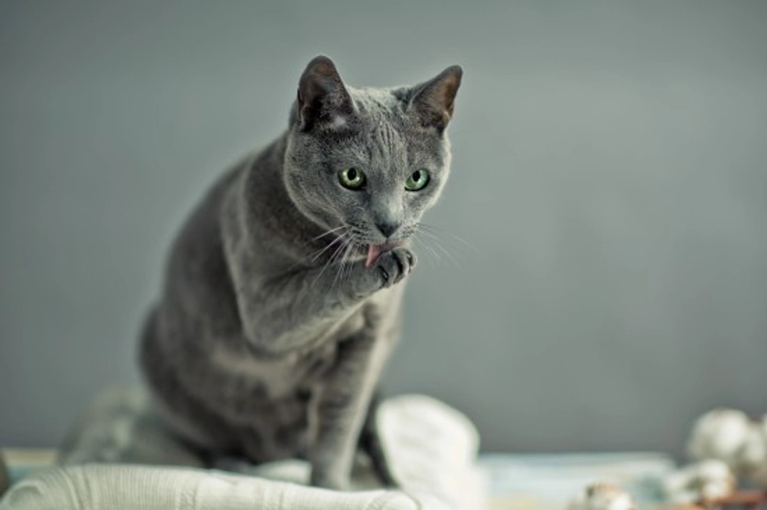 Aortic Thromboembolism in Cats: Causes, Signs and Care