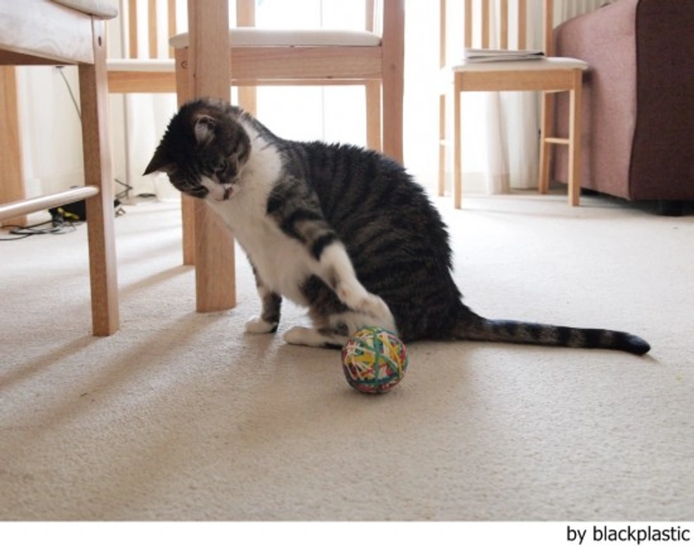 Juegos con el gato que causan problemas de comportamiento