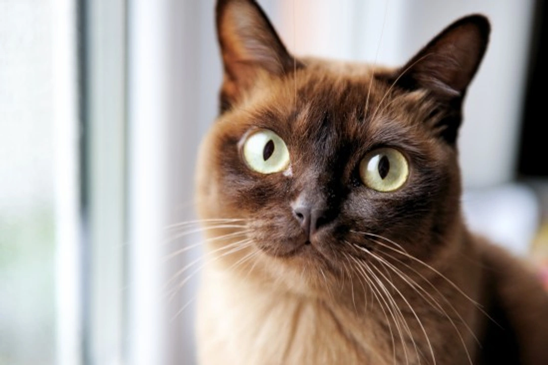 Burmese Cat Health & Genetics: Key Insights for Owners