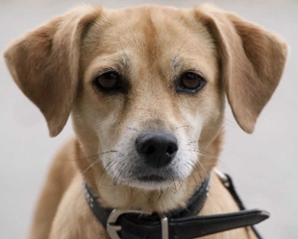 Associazioni animali: Rifugio gli Amici di Susy