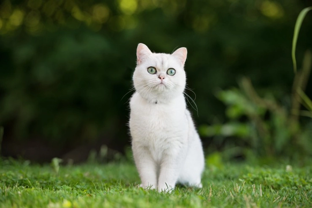 White Cats and Superstitions: Cultural Meanings Explained